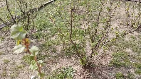 Народные методы обработки смородины весной