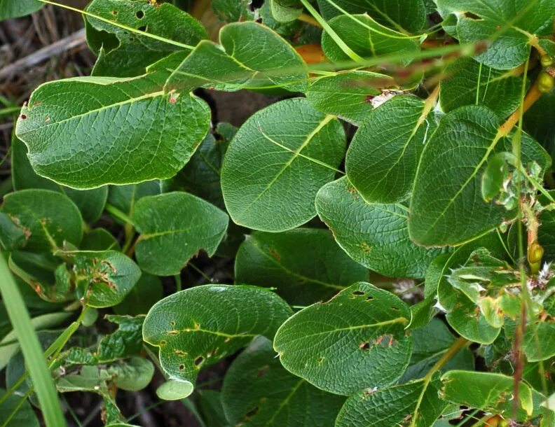 Salix nakamurana. Ива монетолистная (Salix nummularia). Ива Накамура. Ива курильская. Имеет округлые листья