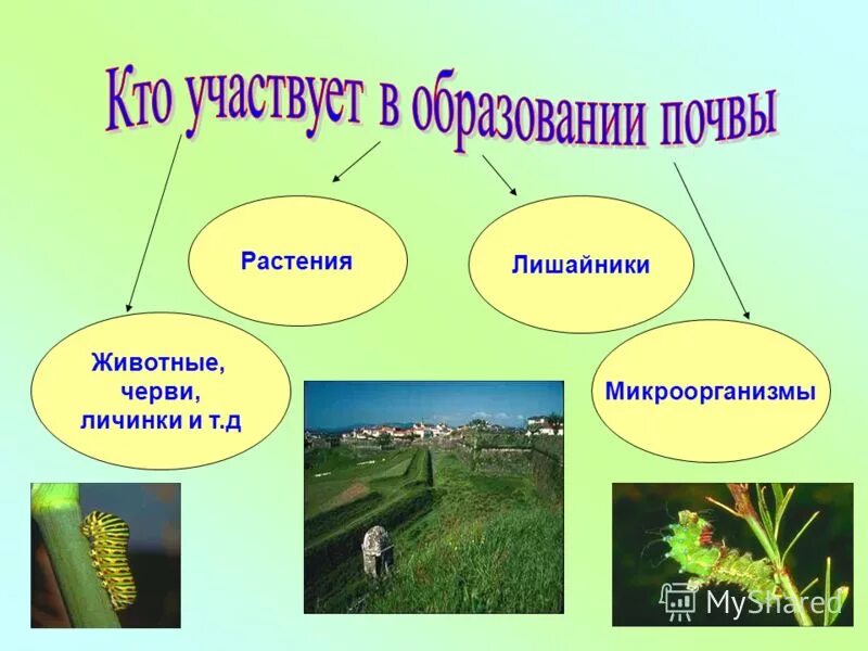 Растения образуют почву. Организм участвует в образовании почвы. Организм участвует в образовании почвы. Роль живых организмов в образовании почвы. Почвенная среда.
