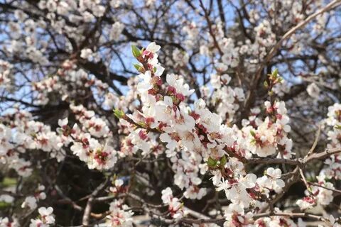 Байланған және аузы байланған қыздың суреті
