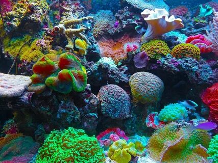 Спецкурс Coral Reef Conservation.