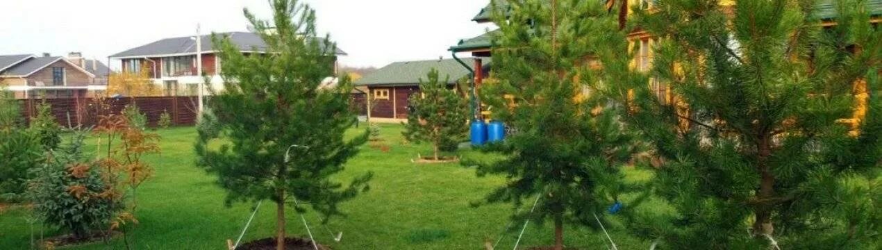 Сосна кедровая изгородь. Какие сосны сажать на участке. Посадка елей на участке. Какие сосны сажать на участке. Крупномеры сосна крымская.