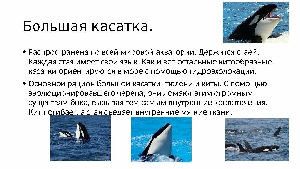 Касатка кратко