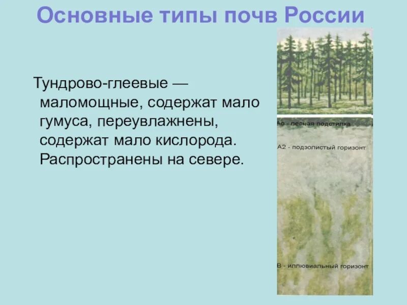 Типы почв Тундровая глеевая. Тип почвы России тундрово-глеевые почвы. Почвенный профиль тундрово глеевых почв. Почвенный Горизонт тундрово глеевой почвы. Тундрово глеевые какая природная зона