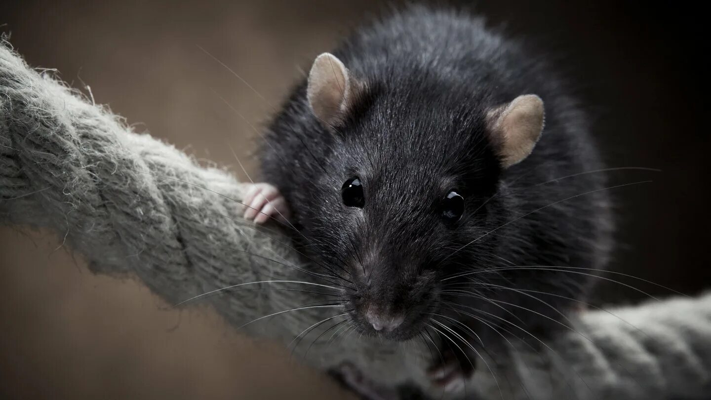Крупные мыши. Декоративная крыса черная. Шерстяная крыса Босави. Крыса чёрная домашняя.