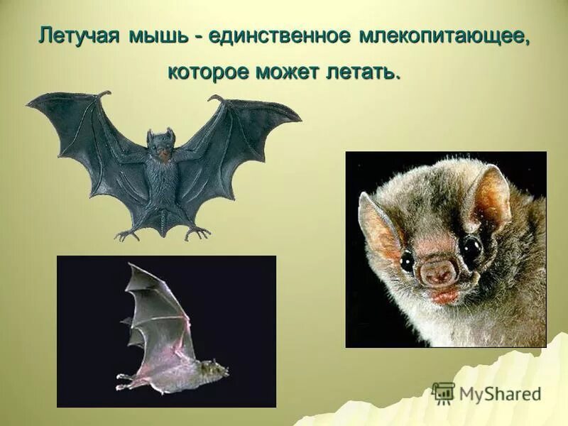 Млекопитающие которые умеют летать. Мыши в единственном числе. Мышь просклонять по падежам. Мыши в единственном числе. Мышка-норушка.