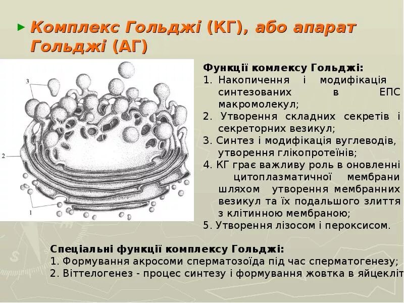 Диктиосома является структурной частью