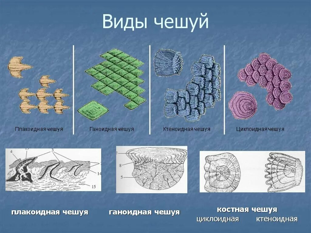 Типы чешуи рыб. Тип чешуи у костных рыб. Рыб характерна ктеноидная чешуя. Строение плакоидной чешуи рисунок. Чешуя число