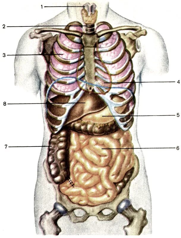 Человек левой стороны какой орган находится. Пищеварительная система человека с ребрами. Строение органов спереди. Расположение внутренних органов вид спереди. Строение внутренних органов сзади.
