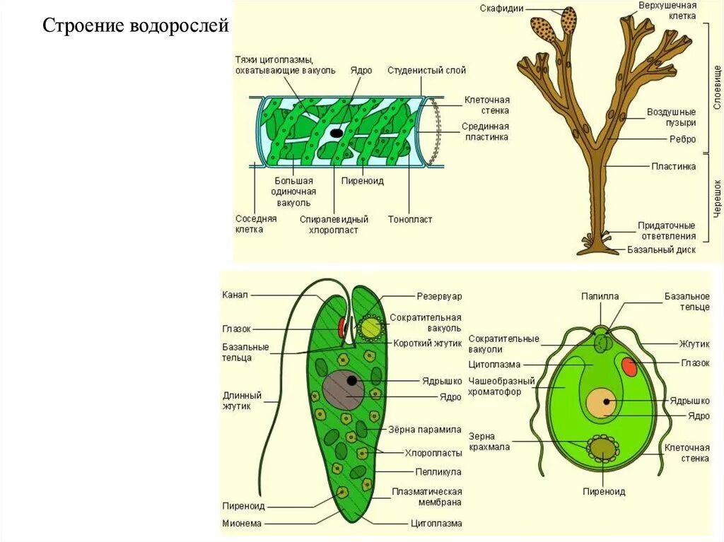Строение многоклеточных водорослей. Одноклеточные бурые водоросли строение. Многоклеточные водоросли схема. Особенности строения клеток водорослей.