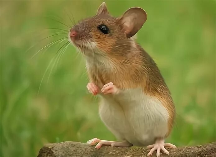 Желтогорлая мышь. Лесная мышь (apodemus sylvaticus). apodemus flavicollis. желтогорлая лесная мышь. желтогорлая мышь apodemus flavicollis.