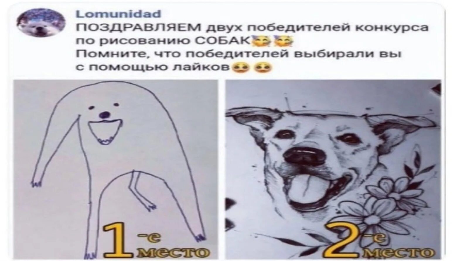 Фронтовая собака конкурс. Выставка собак нарисованная. Конкурс рисунка собака. Портрет фронтовой собаки. Рисование на тему собака.