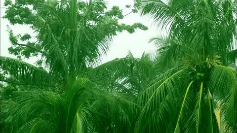 Tropical sounds