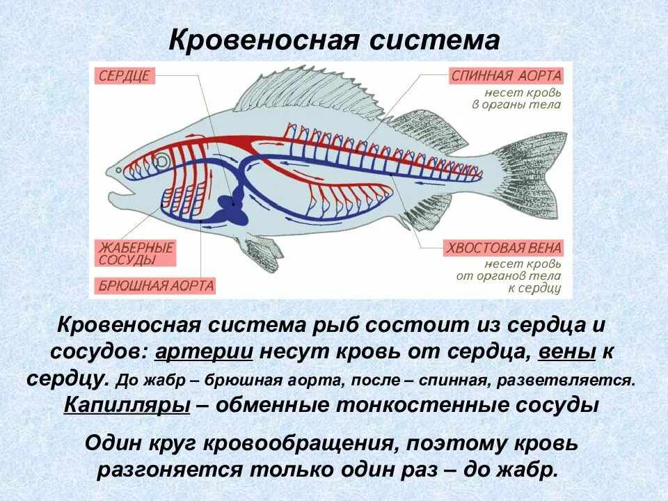 Пищеварительная система класса рыб. Кровеносная система рыб 7 класс биология. Строение кровеносной системы рыб. Органы кровеносной системы у рыб 7 класс. Внутреннее строение рыбы кровеносная система.