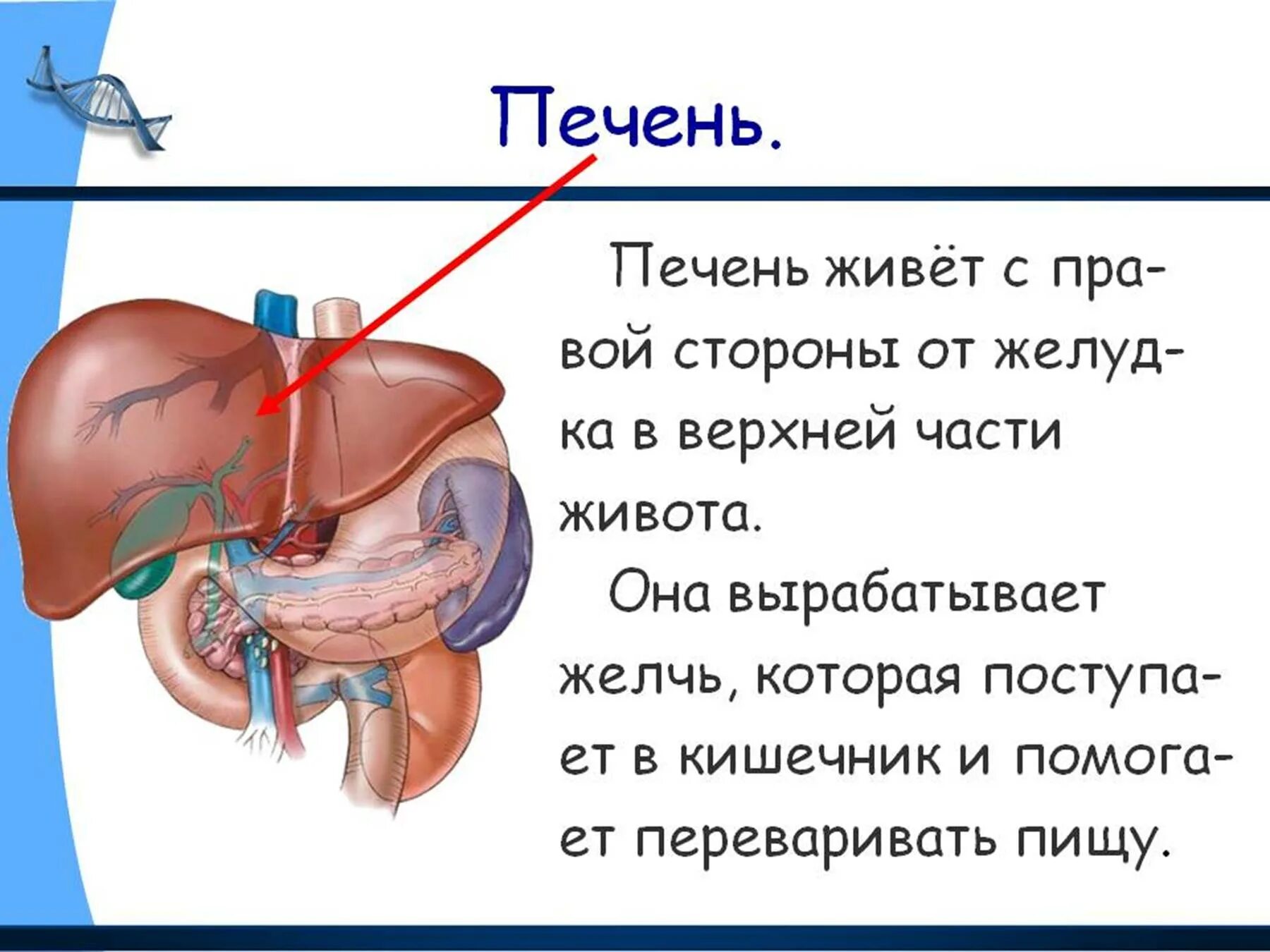 Печень является органом. Печень анатомия человека.