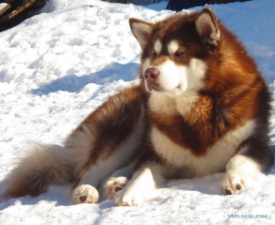 Аляскинский маламут рыжий. Сибирский хаски рыжий. Карело финский шпиц. Сибирский хаски рыжий. Красная лайка.