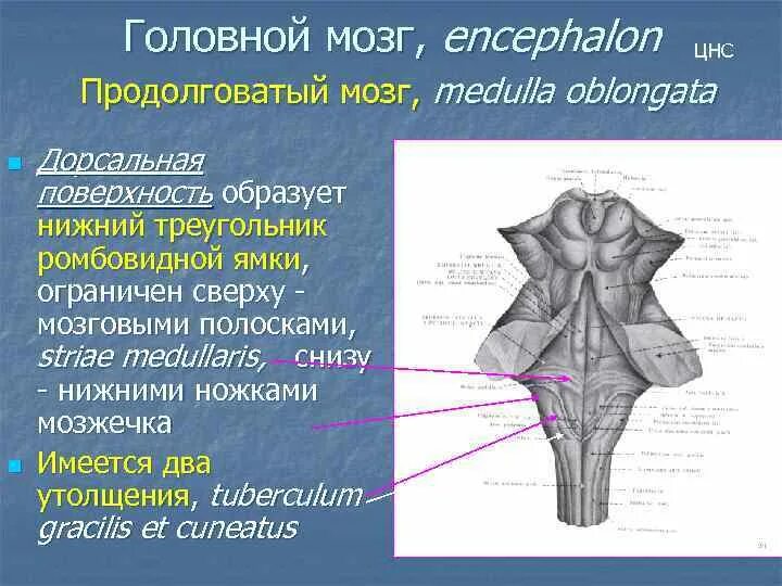 Головной мозг границы. Ромбовидная ямка продолговатого мозга строение. Дорсальная поверхность продолговатого мозга. Нижний треугольник продолговатый мозг. Stria medullaris ромбовидная ямка.
