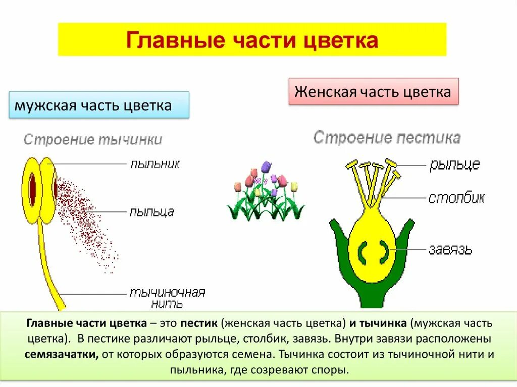 Генеративное половое размножение. Главные части цветка это пестик и тычинка. Размножение растений пестик тычинка. Главные части цветка 6 класс биология. Главные органы цветка.