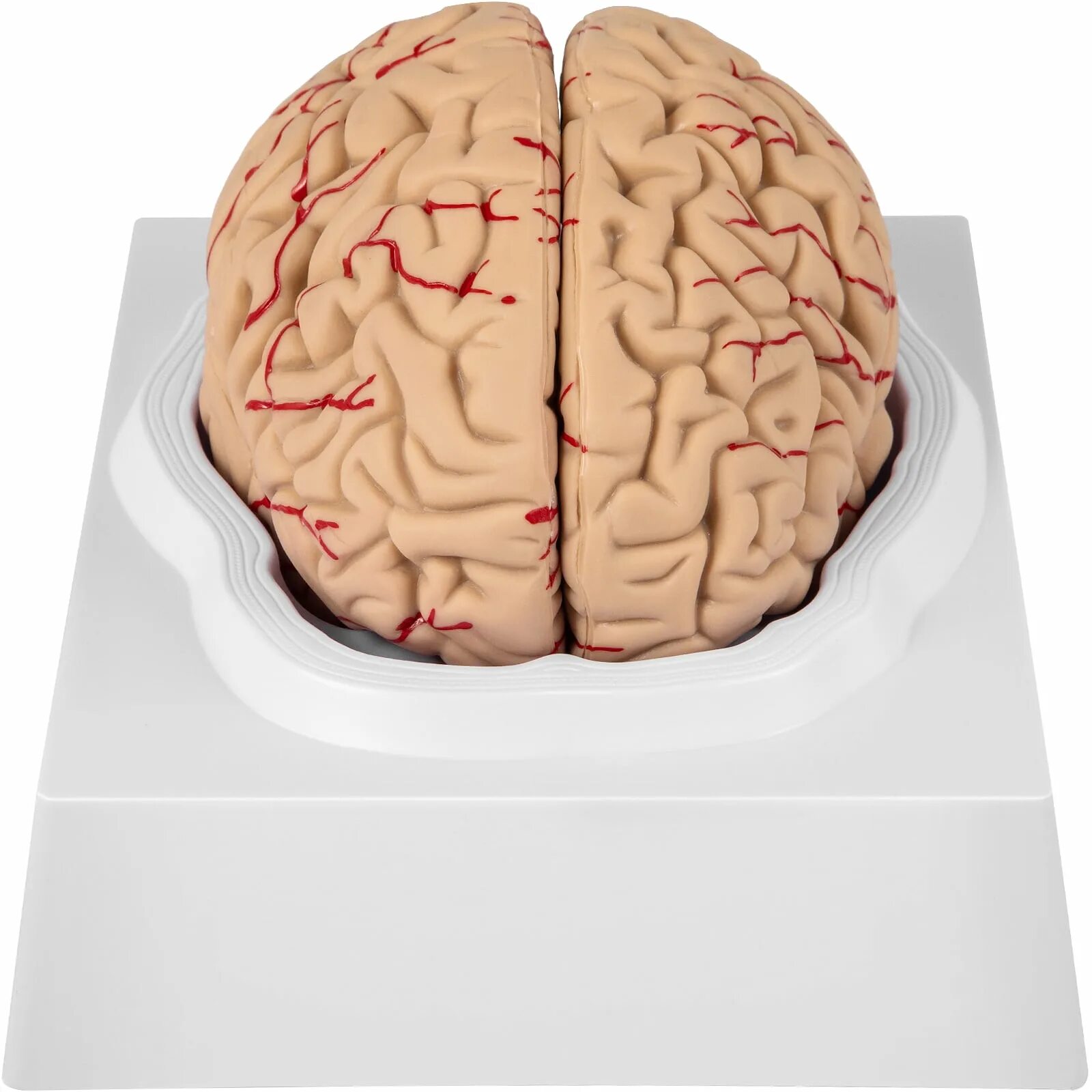 Brain model. Макет мозга. Макет мозга человека. Анатомическая модель мозга.