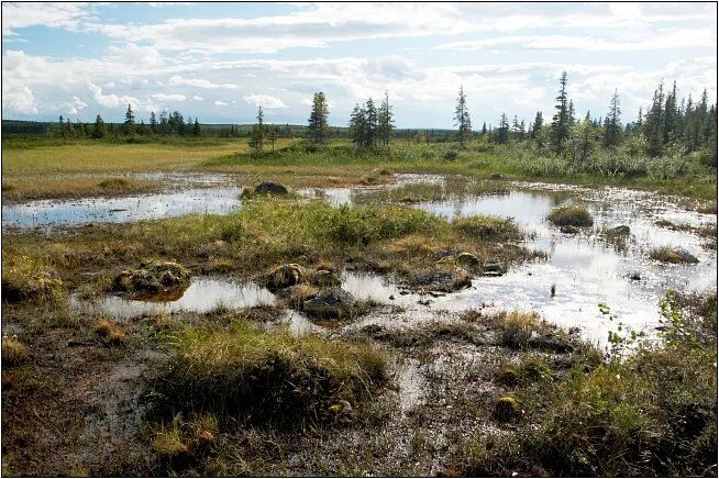 тундра ненецкий автономный округ. тундра воркута топи. болото юпяужшуо. термокарстовые озера в тундре. болота тундры.