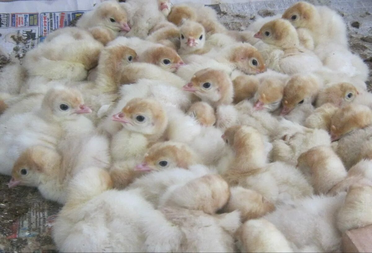 индюшата белые суточные. птенец индюшки. индюшата бронза суточные. индюшата суточные: бронза-708. 10 суточные индюшата биг6.