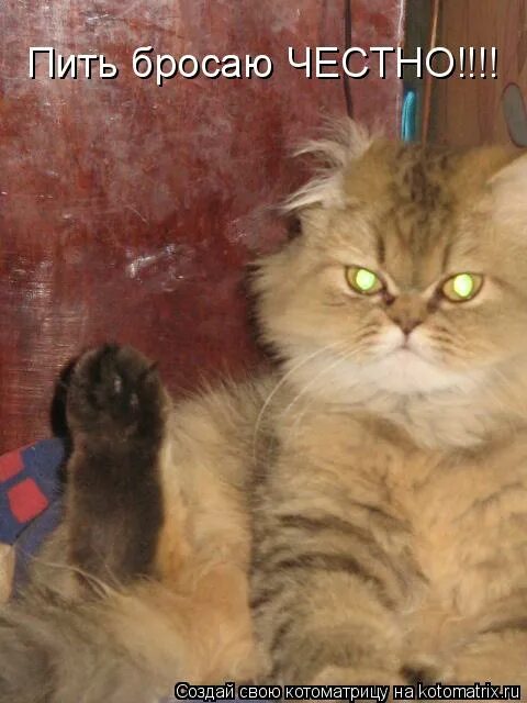 честно сказать я в ахуе кот. честно кинуть. мемы про честных людей. я в шоке картинки. честно кинуть.