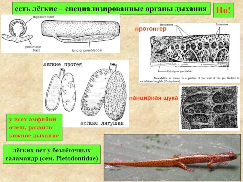 Легочное дыхание у хордовых. Протоптер внутреннее строение. Легкие протоптера. Протоптер строение органов. Строение легких Зоология.