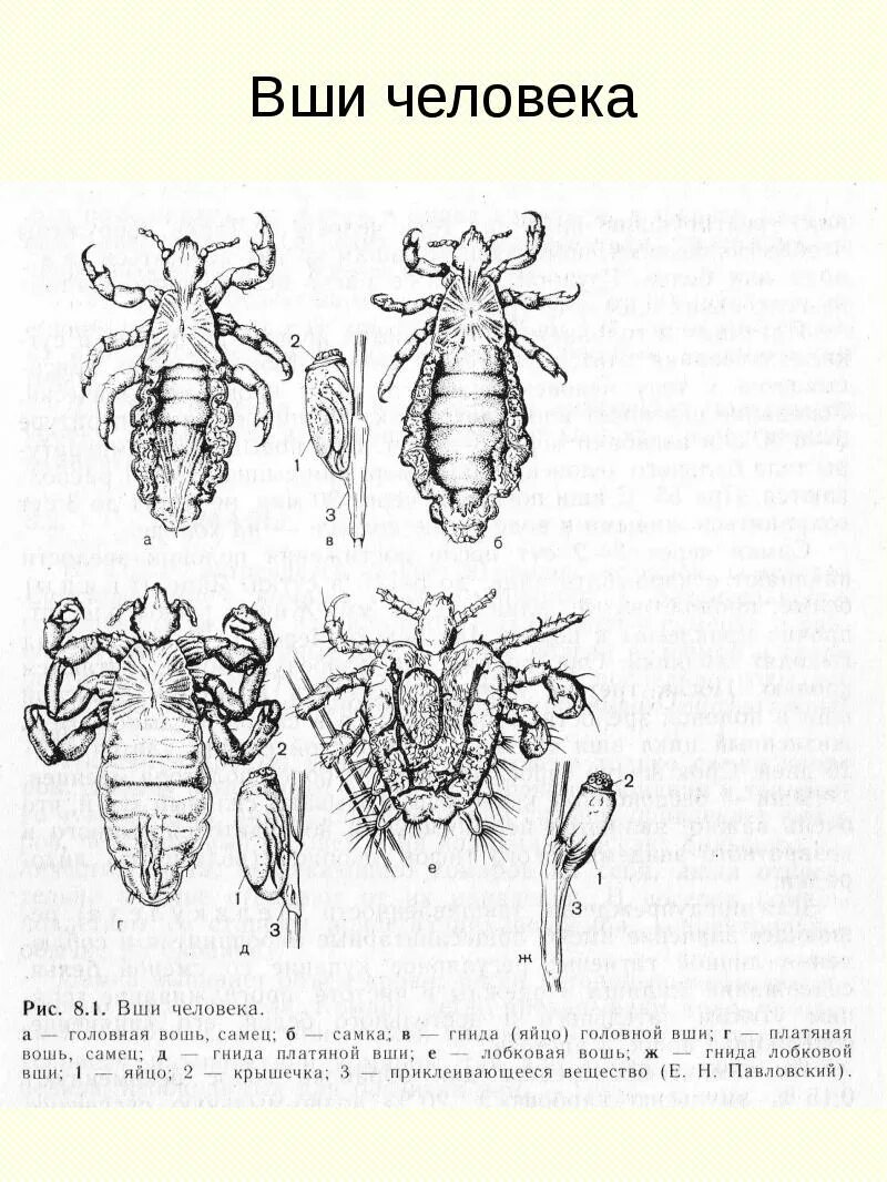 Pediculus humanus capitis строение. Головная вошь - pediculus capitis. Платяная вошь самец. Вша самка. Платяная вошь строение самки.