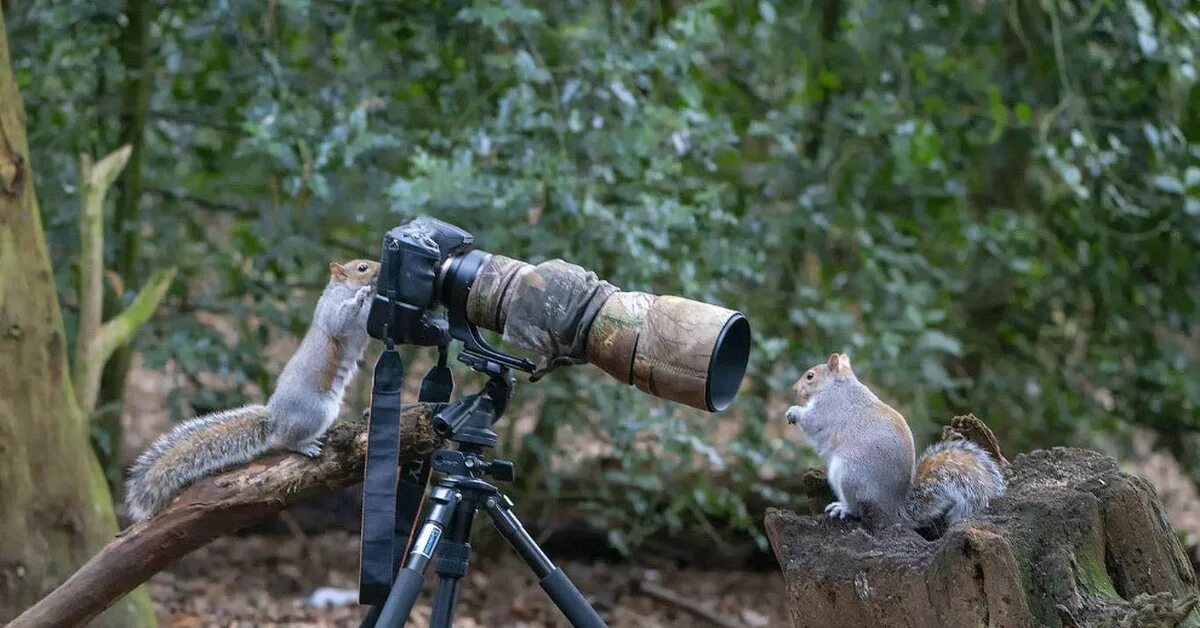 Фотоохота. Смешной фотограф. Животное с фотоаппаратом. Фотоконкурс смешные животные. Фотографы дикой природы