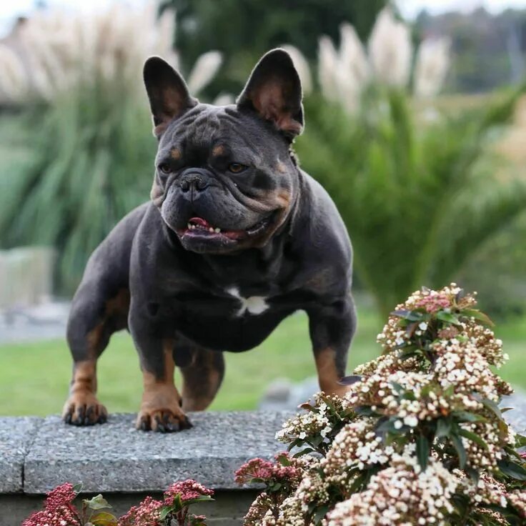 Can a bitch be sterilized during heat? #вопрос_от_участника@french_bulldogs *Pho