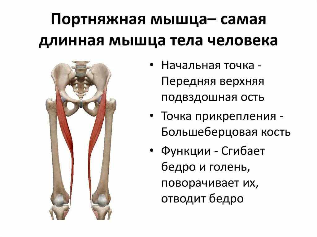 Портняжная мышца бедра анатомия функции. Портняжная мышца m. Sartorius. Место прикрепления портняжной мышцы. Портняжная мышца функции и прикрепление. Приводящие латынь