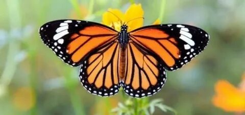 De papillon