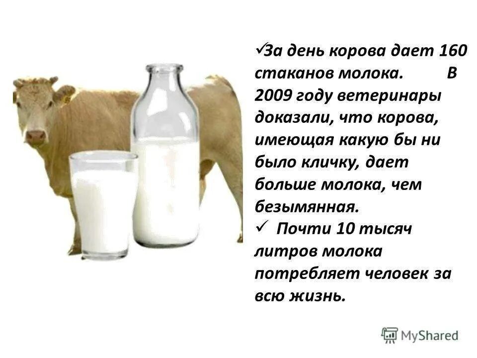 Молоко полученное от коровы 5. Корова молоко. Корова дает молоко. Почему корова дает молоко. Свежее коровье молоко.