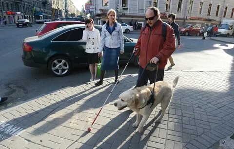 Дай без поводыря