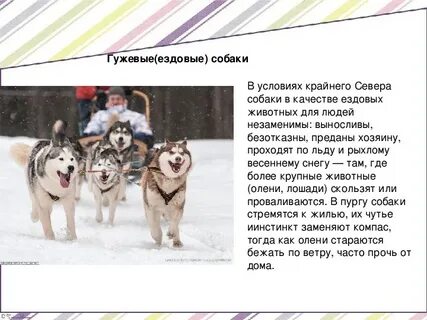 Презентация про собаку 1 класс