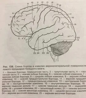Височные борозды