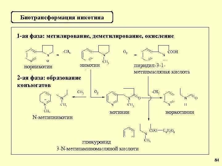 Никотин обмен веществ. Никотин химические свойства реакции. Метаболизм никотина схема. Синтез никотиновой кислоты из никотина. Биотрансформация кодеина 1 фаза.