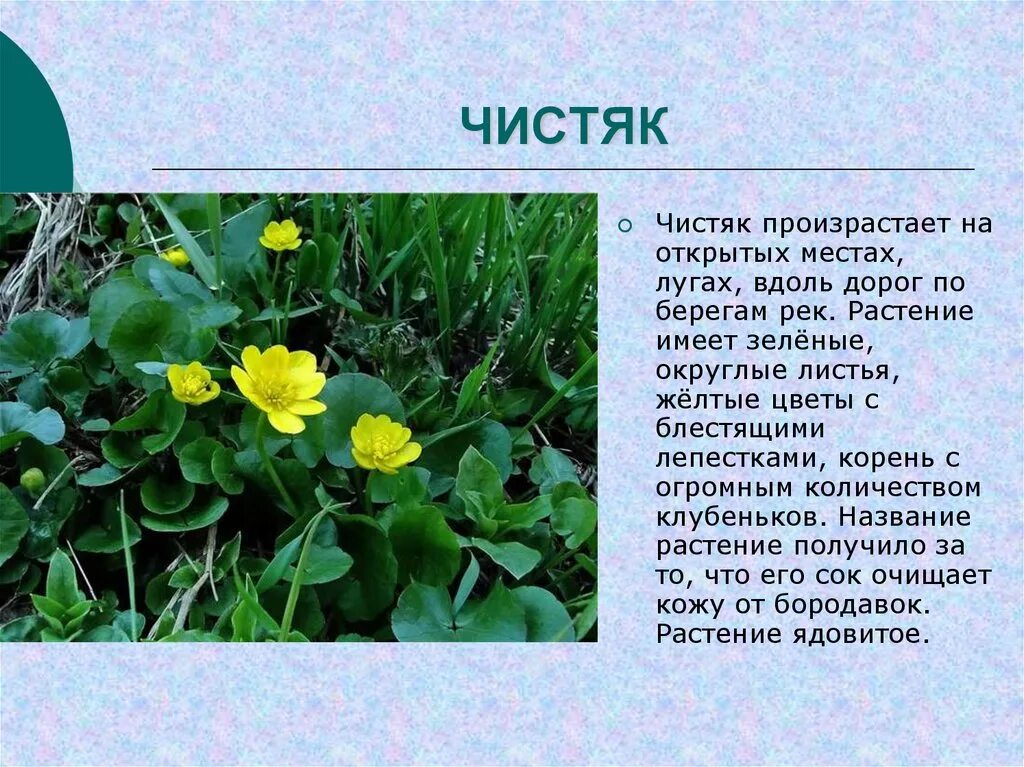 бобр красная книга. зеленая страница маршак. зеленые страницы тема сообщения. зеленые страницы красной книги животные и растения. зеленые страницы тема сообщения.