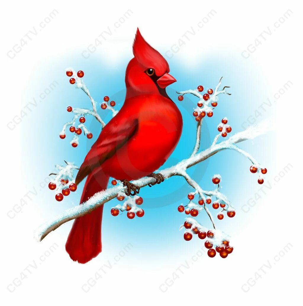 Группа красные птицы. Рисование синие и красные птицы. Красно синяя птица. Птица красная и птица синяя. Синие и красные птицы ст гр.