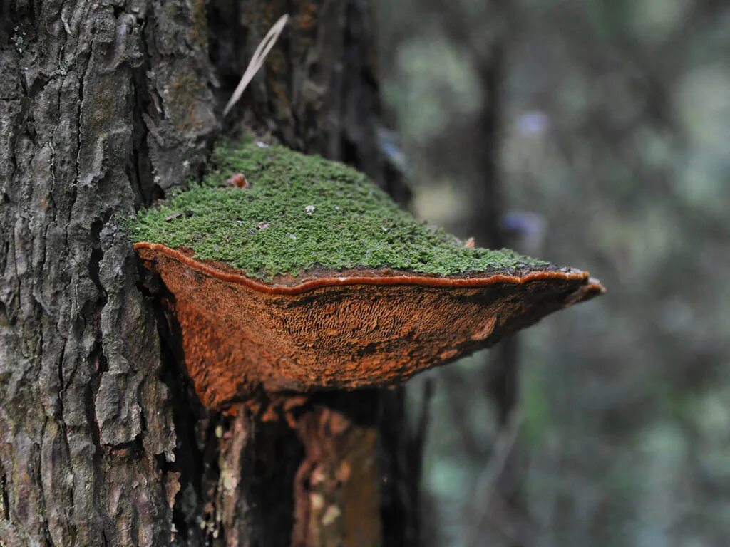). древесная губка. Et fr. трутовик обыкновенный fomes fomentarius. плодовые тела грибов фото.