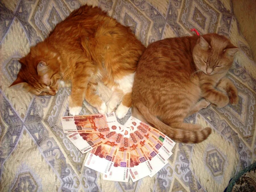 Рыжий кот с деньгами. Рыжие коты в деньгах. Денежный рыжий кот. Рыжие кошки к деньгам.