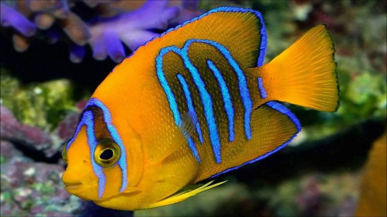 Аквариумная рыбка Мандаринка. Скалярия аквариумная рыбка. Тропические Пресноводные аквариумные рыбки. Ангел Клариона рыба.