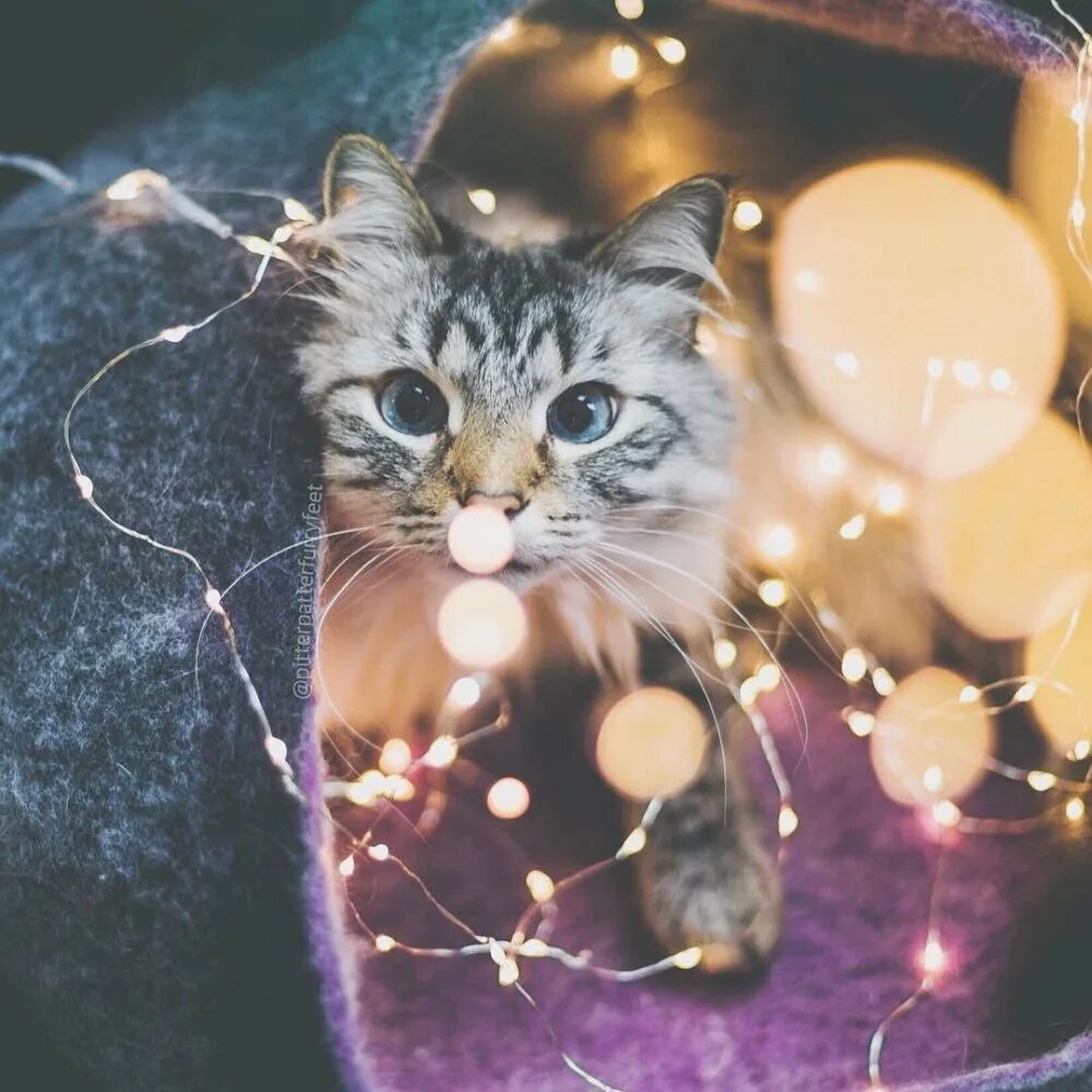 Новогодние аватарки с котиками милые