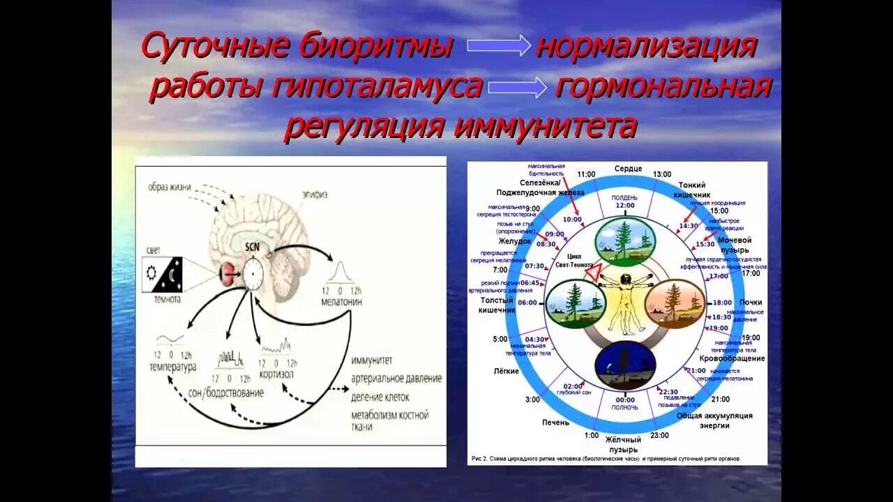 Суточные ритмы жизни