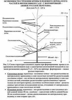 Ветвь разветвленный