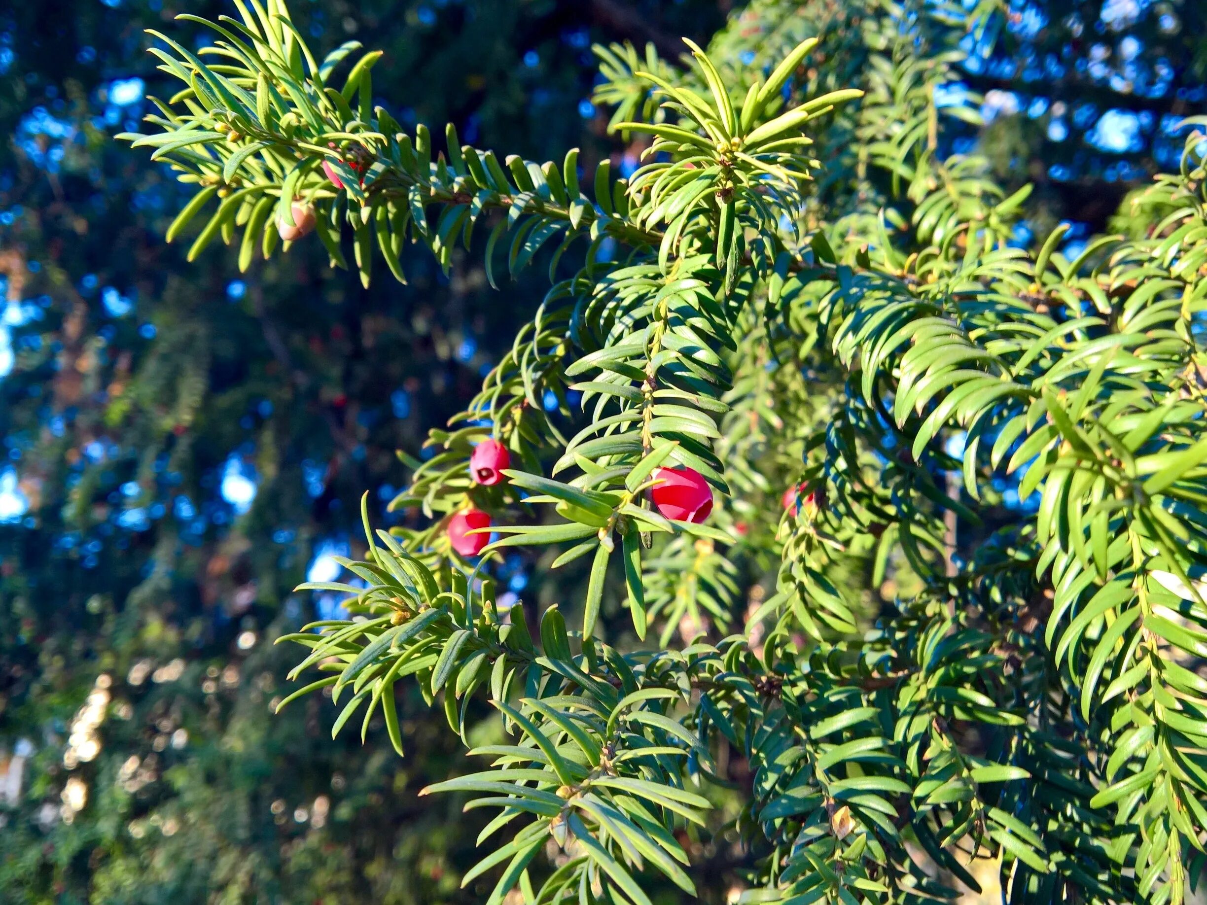 Тис ягодный cristata. Taxus baccata. Тис ягодный Taxus baccata.