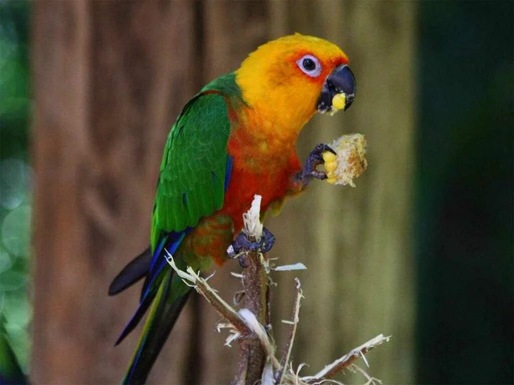 Сколько попугаев в мире. Лори широкохвостый попугай. Красивые попугаи. Экзотические попугаи. Красивые породы попугаев.