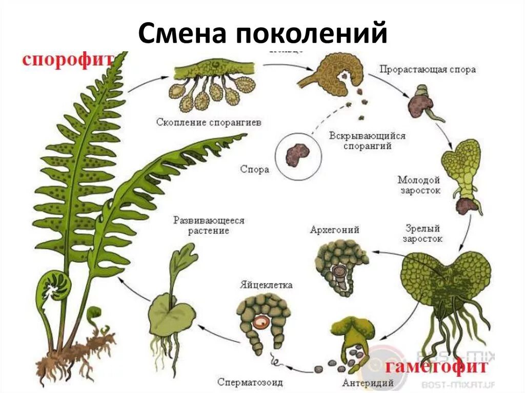 Гаметофит это половое