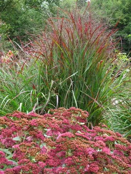 Panicum virgatum 'Hanse Herms' - Red Switchgrass in 2025 Ponds backyard, Aquatic