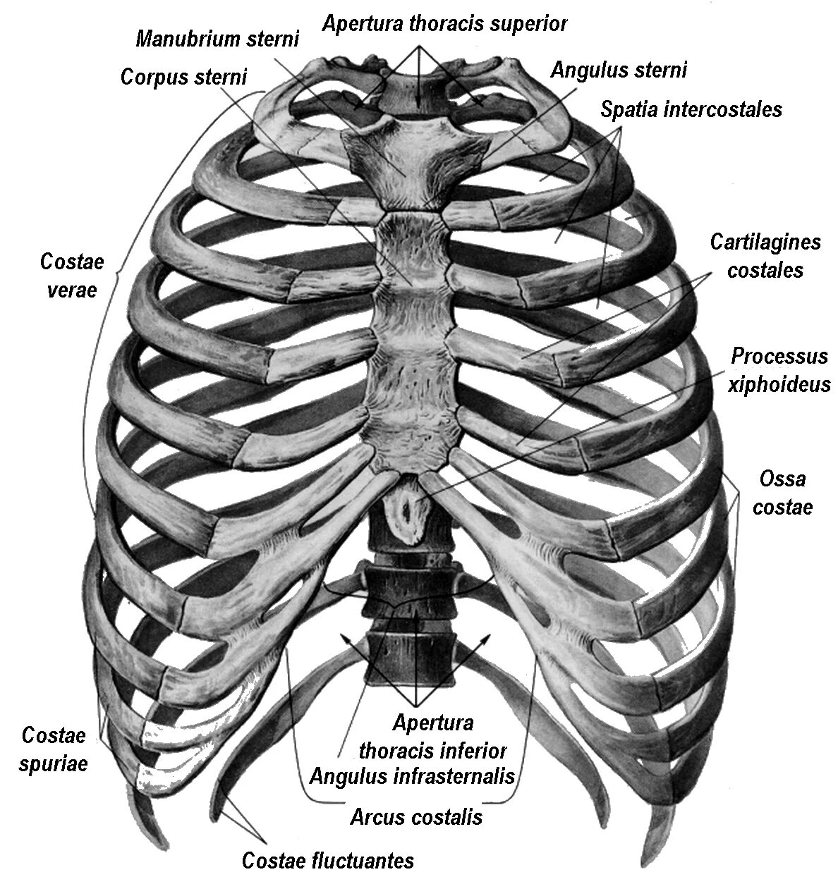 Грудная клетка ребра Грудина грудные позвонки. Строение грудины и рёбер, грудная клетка анатомия. Грудная клетка реберная дуга. Скелет грудной клетки Грудина.
